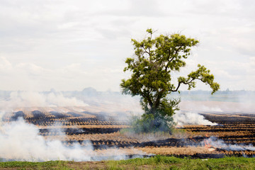 Fire burn on the dry straw on rice field