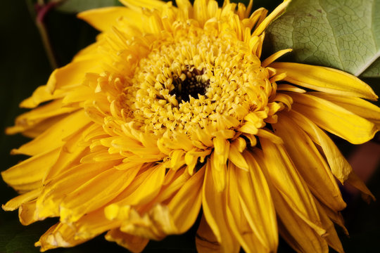 Closeup Of Yellow Sun Flower With Green Leaves