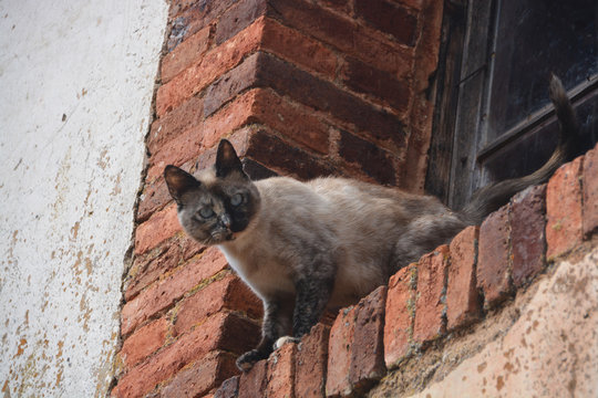 gato salvaje en una ventana