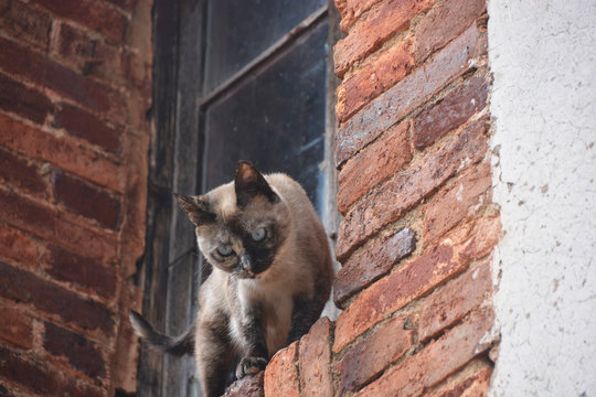 gato salvaje en una ventana