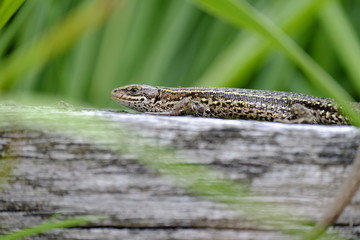 Obraz premium Waldeidechse, Zootoca vivipara, Lacerta vivipara, Bergeidechse,