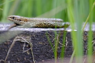 Waldeidechse, Zootoca vivipara, Lacerta vivipara, Bergeidechse,