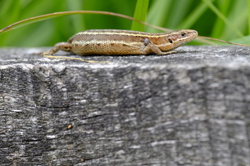 Obraz premium Waldeidechse, Zootoca vivipara, Lacerta vivipara, Bergeidechse,