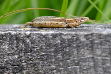 Waldeidechse, Zootoca vivipara, Lacerta vivipara, Bergeidechse,