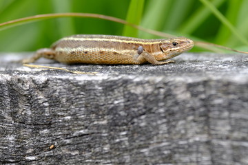 Waldeidechse, Zootoca vivipara, Lacerta vivipara, Bergeidechse,