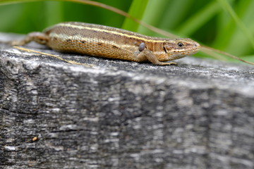 Waldeidechse, Zootoca vivipara, Lacerta vivipara, Bergeidechse,