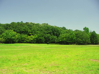 夏の草原と林