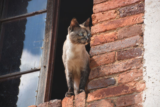 gato salvaje en una ventana