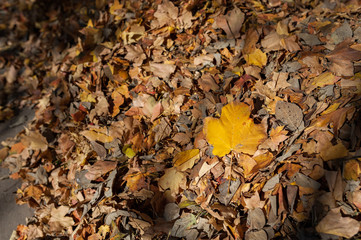 Yellow leaf