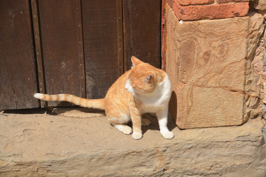 gato siamés naranja y blanco