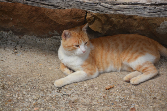 gato tumbado bajo la sombra