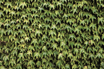 Ivy. Natural floral background.