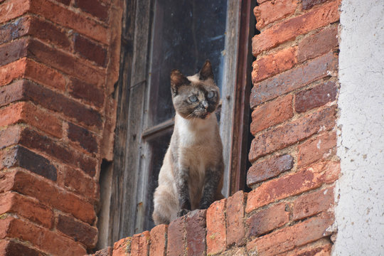 gato subido en una ventana