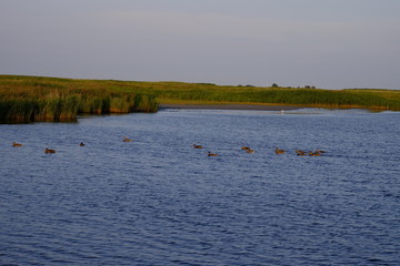 Leybucht bei Greetsiel, Ostfriesland, Niedersachsen, Deutschland