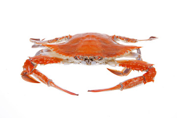 Cooked crab