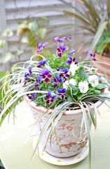 Fototapeta na wymiar 紫色と白いビオラの寄せ植え