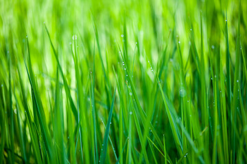 Fototapeta na wymiar rice plants in the fields