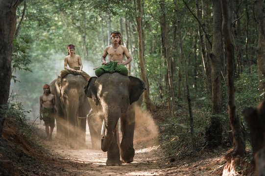 Mahout shepherd Elephant in forest at Elephant Village Thailand. Conservation of Animals Asia.