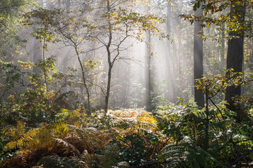 Wet autumn forest with fog