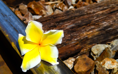 Train Track with Flower