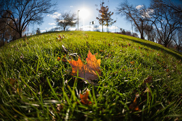 Fisheye view of an autumn leaf lit by the sunlight.