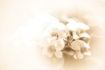 White of Orchid Flower