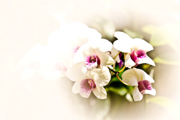 White of Orchid Flower
