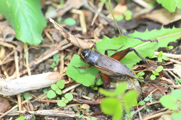 Emma field cricket (Teleogryllus emma) in Japan