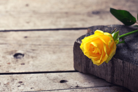 Background with  beautiful yellow rose on wooden table. Selective focus. Place for text. Toned image.
