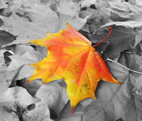 Orange maple leaf amongst black and white autumn leaves