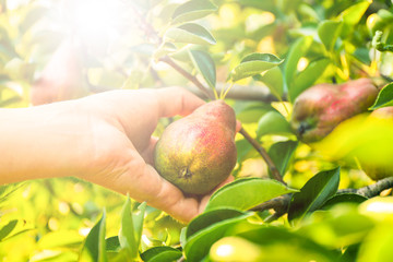 Female hand picking pear from tree