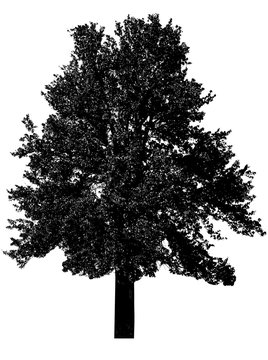 Black tree silhouette, isolated on white