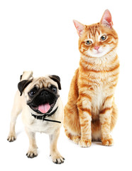 Cute dog and cat isolated on white