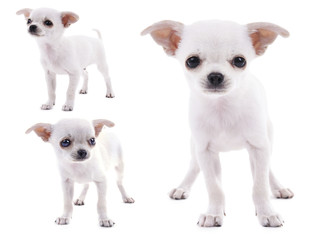 Adorable chihuahua dog isolated on white