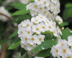 May Bush White
Spiraea