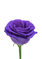 Fototapeta na wymiar Purple fresh flower