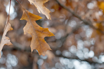 Fototapeta premium Close up view of autumn leaves on a tree with boekah background.