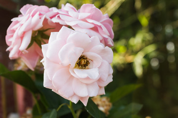blossom pink rose on nature green background