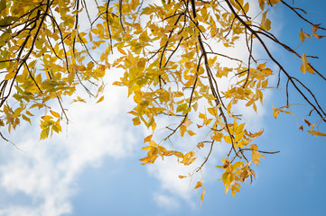 Looking up at a few tree branches with yellow autumn leaves, sky background.