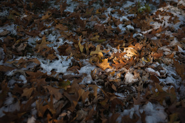 Snow and fallen autumn leaves on the ground with a small spot of light shining on them.