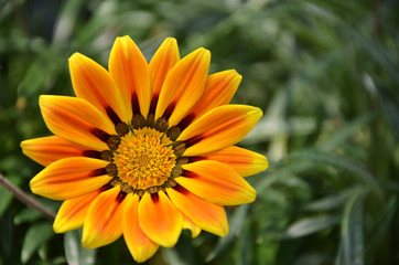 Yellow daisy