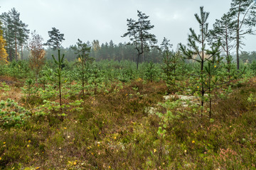 young trees in forest