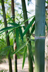 bamboo tree