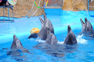 Naklejka premium Cute dolphins in the dolphinarium