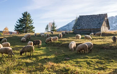 Afwasbaar Fotobehang Schaap Flock of sheep grazing