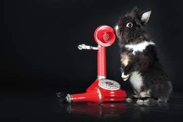 Cute bunny talking on retro telephone