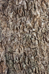 Bark of Tree