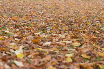 Autumn colors