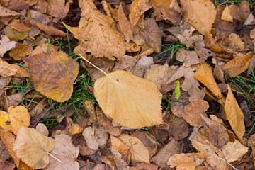 Autumn leaf