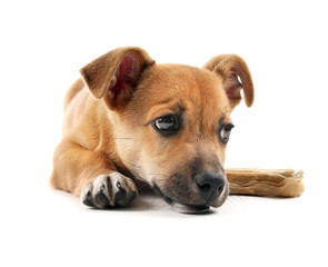 Puppy with toy bone isolated on white